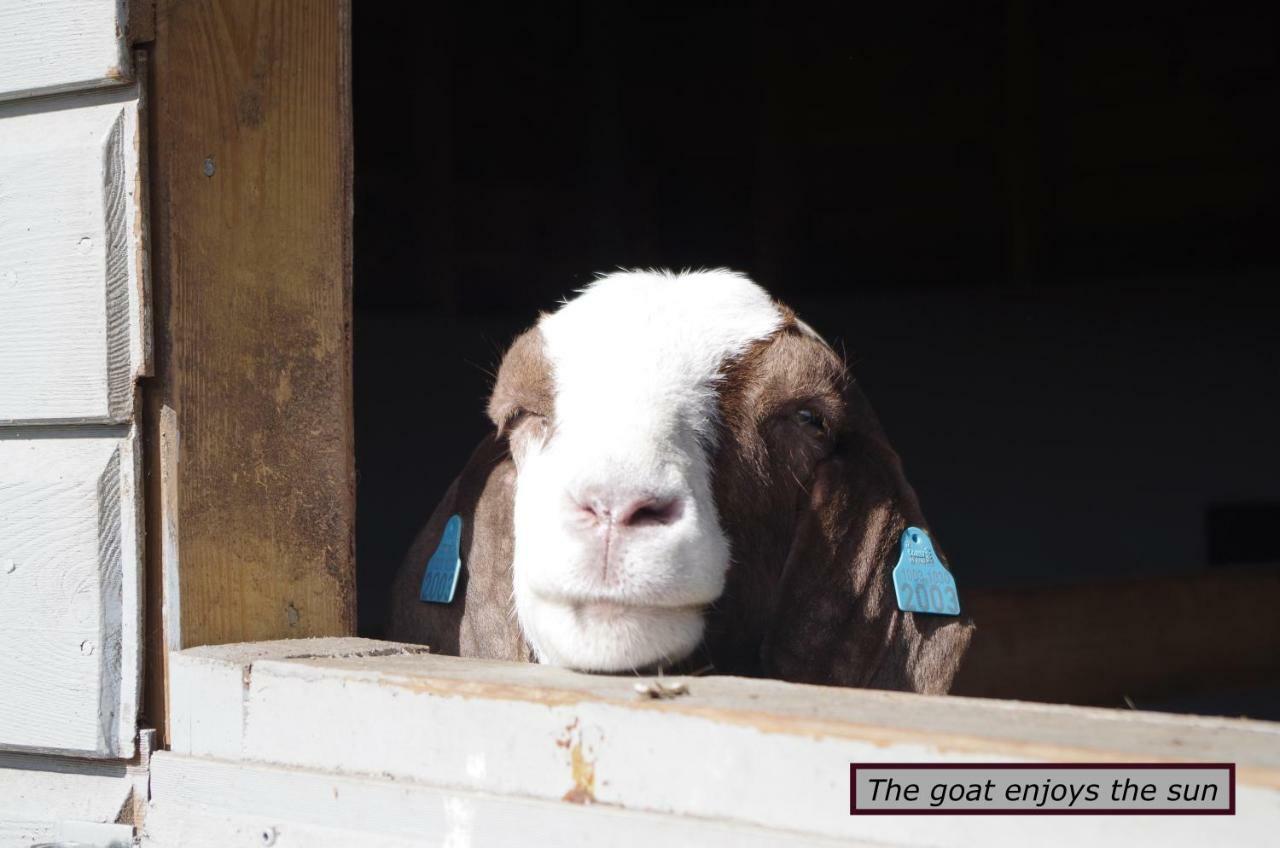 Stall Hav-Vik Farmstayファールスン エクステリア 写真